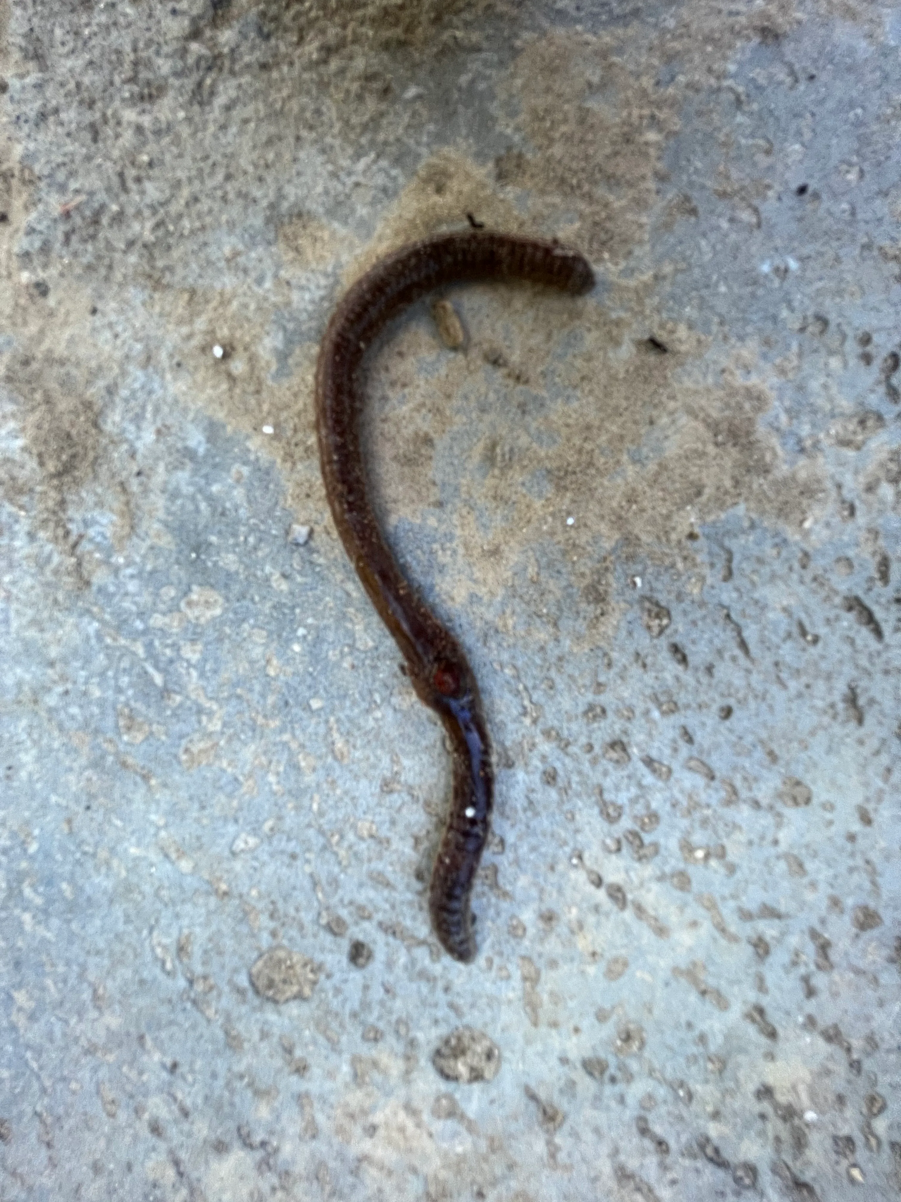 IMG_0295.jpeg