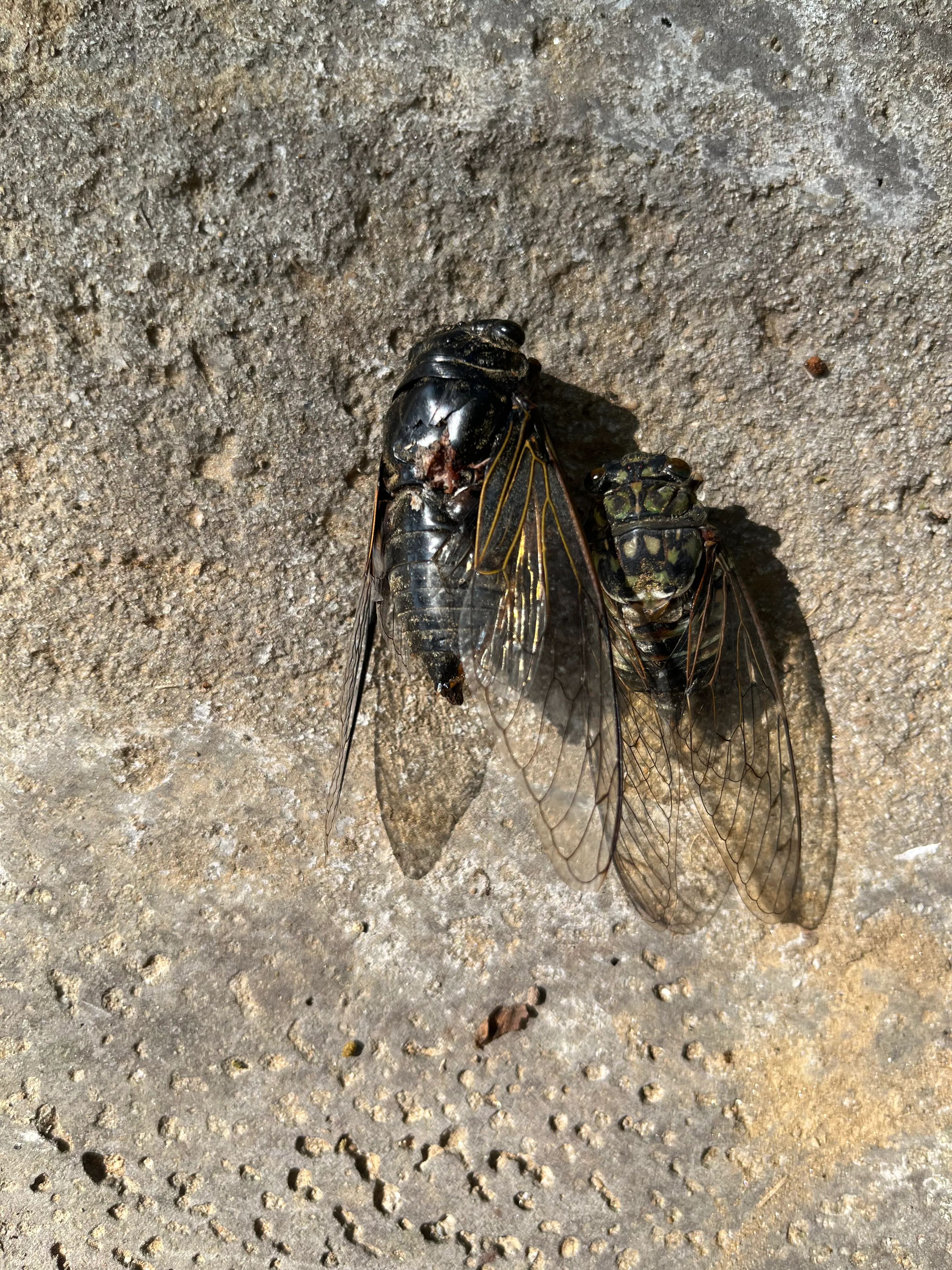 IMG_0296.jpeg