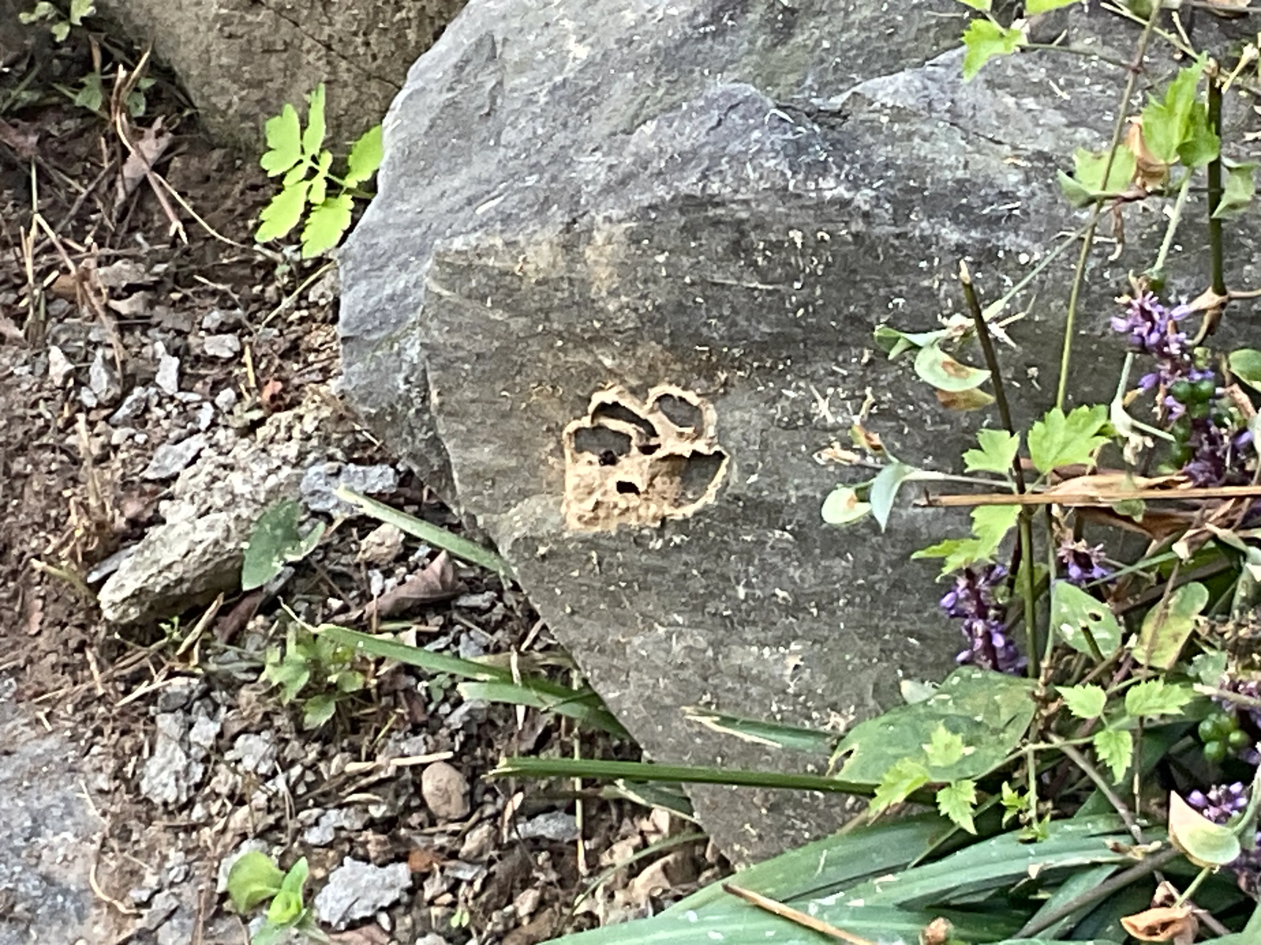 IMG_3647.jpeg