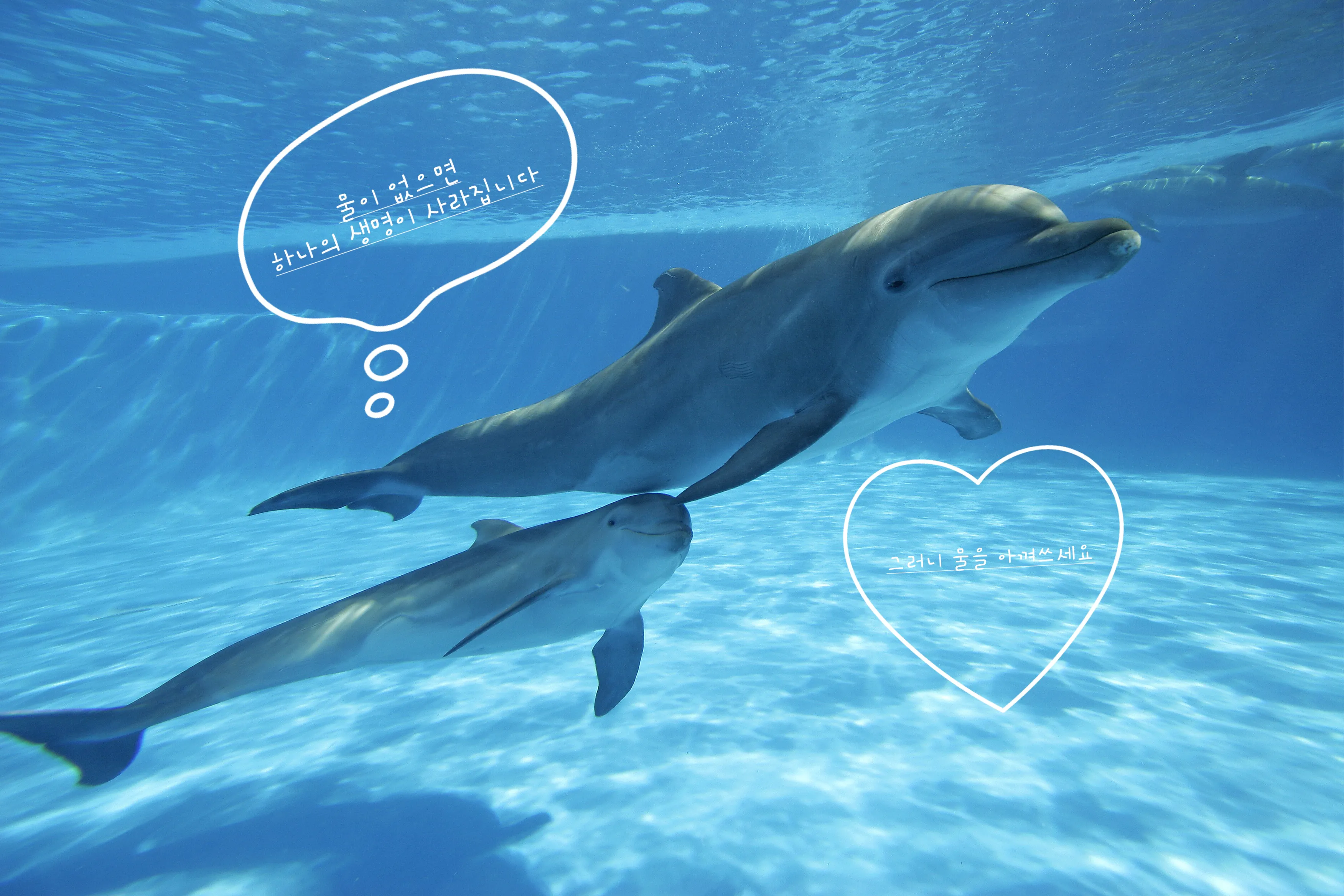 frontiers_psychology_whistled_language_dolphins.jpg