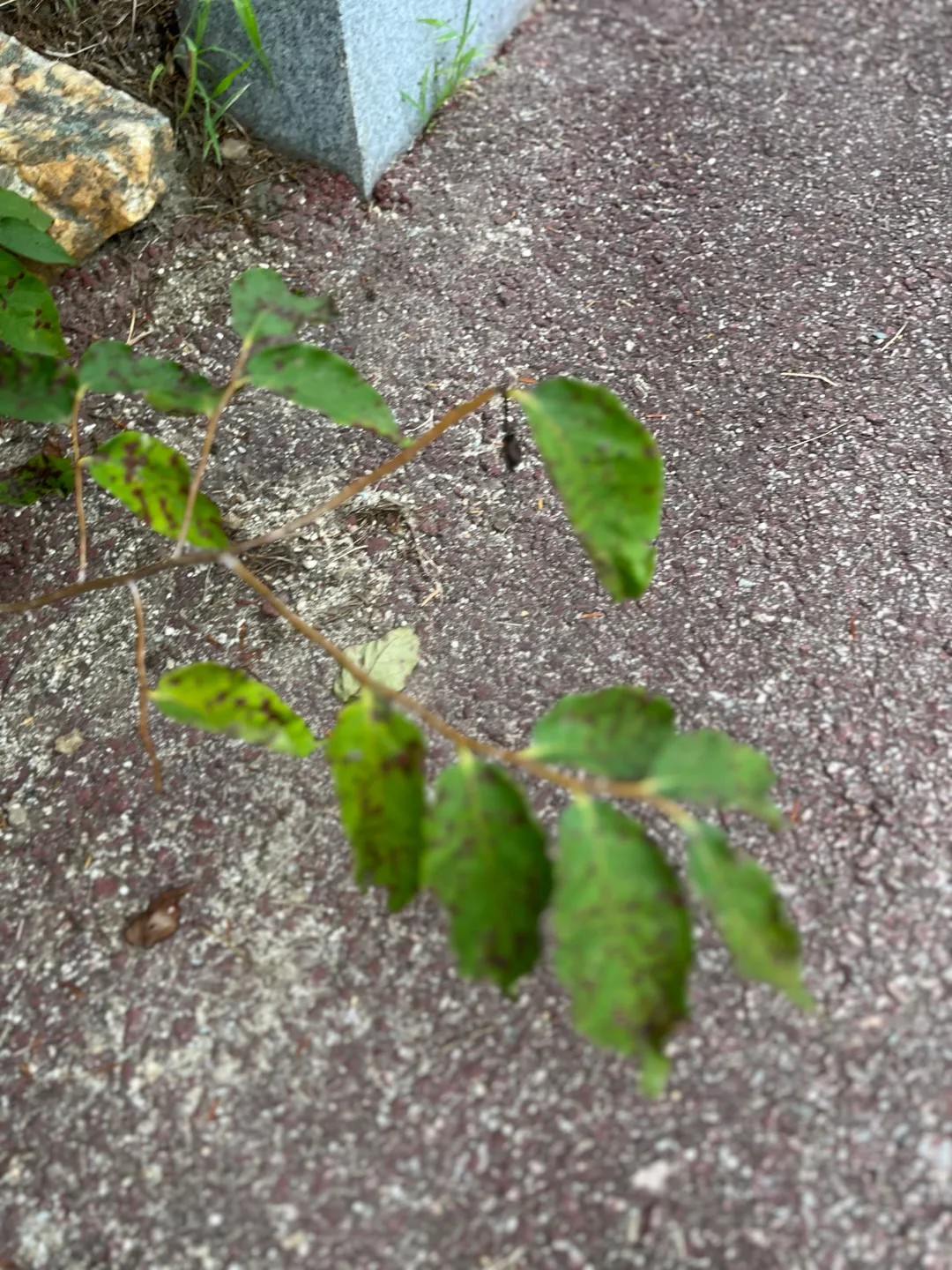 IMG_5032.jpeg